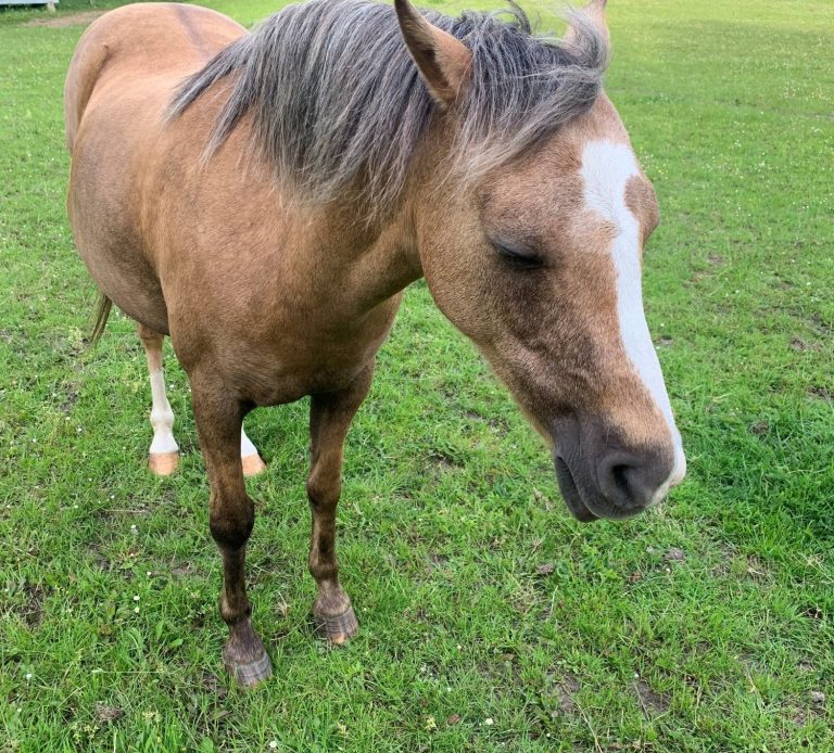 Horse love and healing