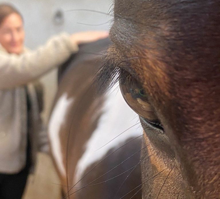 Horse love and healing